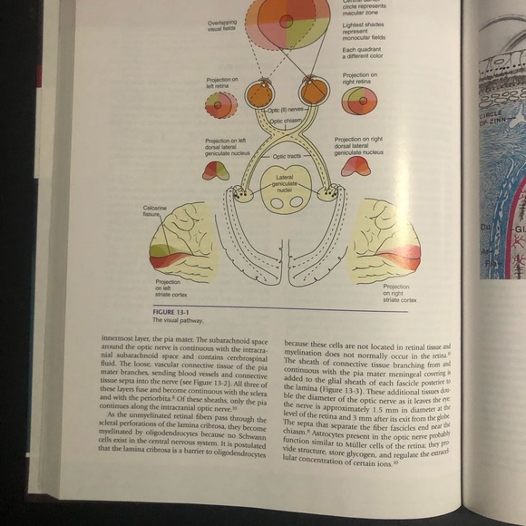 Remington Clinical Anatomy Physiology of the Visual System Book, NBEO part 1 - Picture 3 of 5